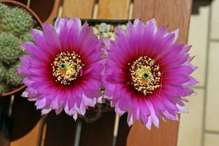 Echinocereus reichenbachii