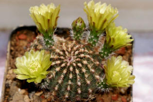 Echinocereus viridiflorus