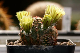 Echinocereus viridiflorus