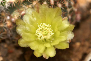 Echinocereus viridiflorus