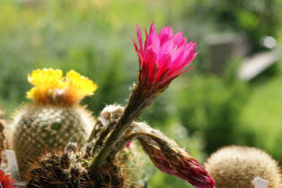 Echinopsis kermesina