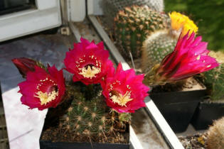 Echinopsis kermesina