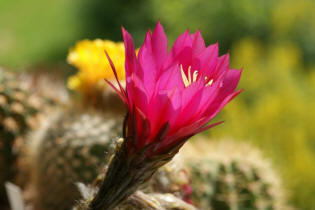 Echinopsis kermesina