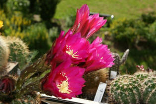 Echinopsis kermesina