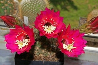 Echinopsis kermesina