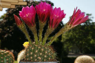 Echinopsis kermesina