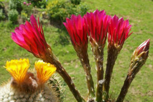 Echinopsis kermesina