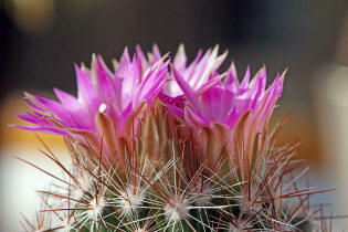 Escobaria vivipara