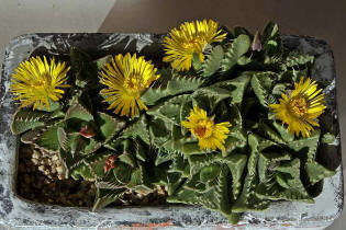 Faucaria tigrina / Tigerrachen / Mittagsblumengewchse (Aizoaceae)