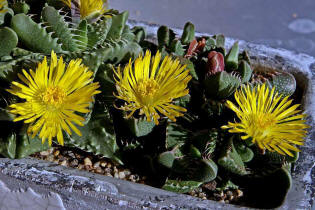 Faucaria tigrina / Tigerrachen / Mittagsblumengewchse (Aizoaceae)