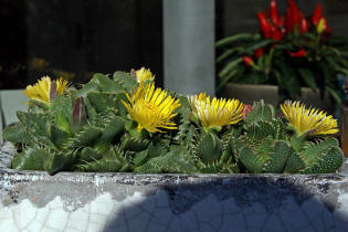 Faucaria tigrina / Tigerrachen / Mittagsblumengewchse (Aizoaceae)