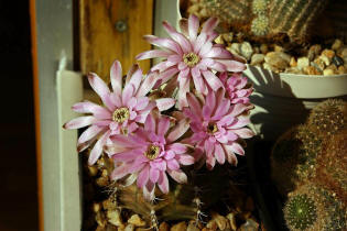 Gymnocalycium damsii