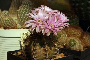 Gymnocalycium damsii