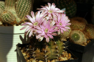 Gymnocalycium damsii