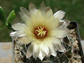 Hamatocactus setispinus var. hamatus