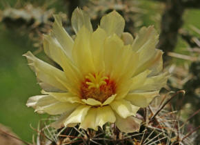 Hamatocactus setispinus var. hamatus