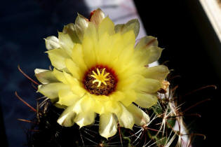 Hamatocactus setispinus var. hamatus