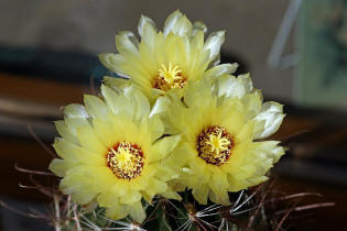 Hamatocactus setispinus var. hamatus