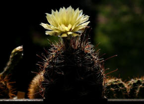 Hamatocactus setispinus var. hamatus