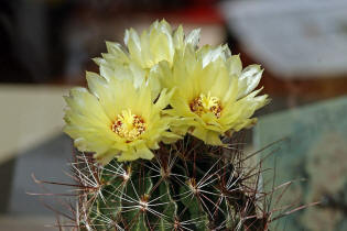 Hamatocactus setispinus var. hamatus