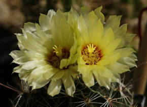 Hamatocactus setispinus var. hamatus