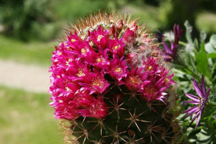 Mammillaria backebergiana