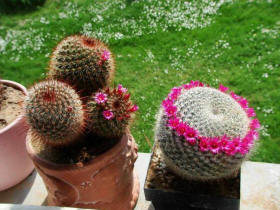 Mammillaria spec.