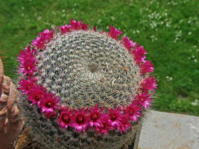 Mammillaria spec.