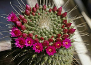 Mammillaria spinosissima "un Pico"