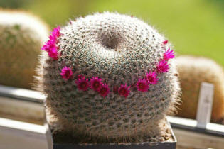 Mammillaria spec.