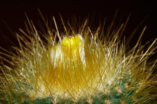 Parodia chrysacanthion