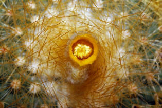 Parodia chrysacanthion