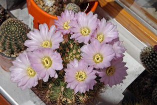 Acanthocalycium violaceum