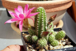 Chamaecereus Hybride