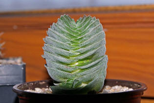 Crassula "Buddhas Temple"