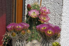 Echinocereus viridiflorus, Echinocereus baileyi ssp. albispinus, Echinocereus kuenzleri und Echinocereus coccineus ssp. rosei