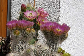 Echinocereus viridiflorus, Echinocereus baileyi ssp. albispinus, Echinocereus kuenzleri und Echinocereus coccineus ssp. rosei