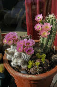 Echinocereus viridiflorus, Echinocereus baileyi ssp. albispinus, Echinocereus kuenzleri und Echinocereus coccineus ssp. rosei