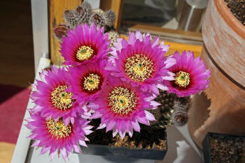 Echinocereus reichenbachii (2014)