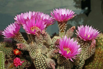 Echinocereus reichenbachii (2014)