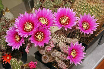 Echinocereus reichenbachii (2014)