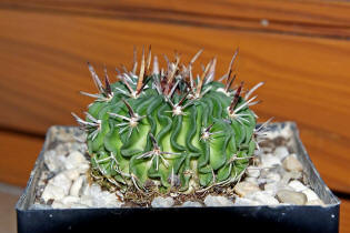 Echinofossulocactus erectocentrus