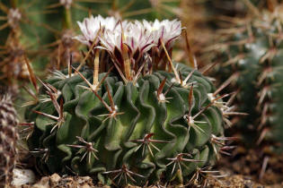 Echinofossulocactus erectocentrus