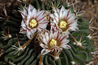 Echinofossulocactus erectocentrus