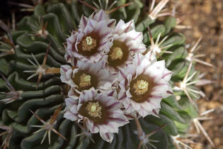 Echinofossulocactus erectocentrus