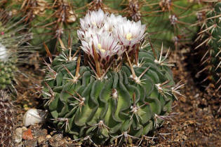 Echinofossulocactus erectocentrus