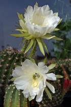 Echinopsis Hybride