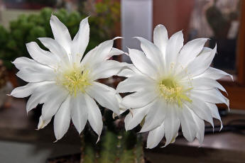 Echinopsis subdenudata