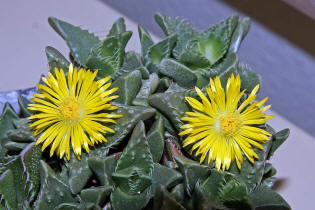 Faucaria tigrina / Tigerrachen / Mittagsblumengewchse (Aizoaceae)