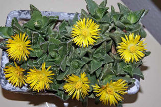 Faucaria tigrina / Tigerrachen / Mittagsblumengewchse (Aizoaceae)